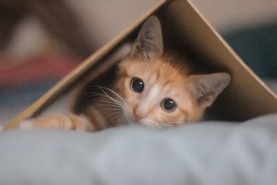 Portrait of kitten lying on bed