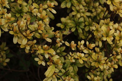 High angle view of flowering plant