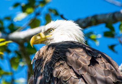 Close-up of eagle