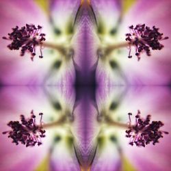 Close-up of purple flowering plant