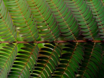 Full frame shot of succulent plant