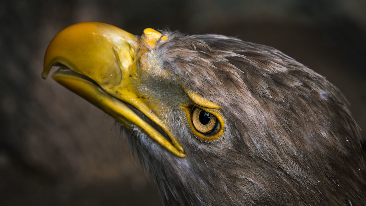 vertebrate, bird, animal themes, animal, one animal, animals in the wild, animal wildlife, close-up, focus on foreground, beak, no people, yellow, day, animal body part, animal head, bird of prey, side view, outdoors, nature, looking away, animal eye, profile view, eagle