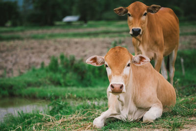 Portrait of cows on field