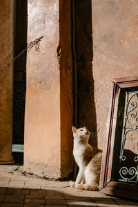 Cat twisting neck and looking upwards, marrakesh, morocco.