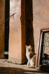 Cat sitting on a building