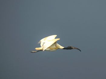 Close-up of a bird flying against the sky