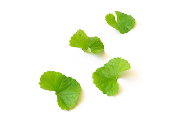 High angle view of leaves against white background