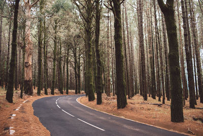 Empty road amidst trees in forest