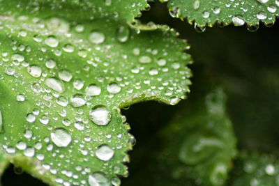 Close-up of water drops on leaf