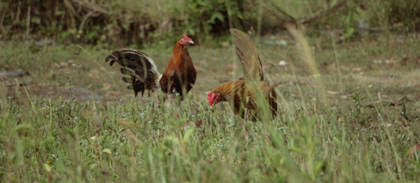 Rooster on field