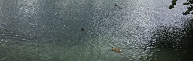 High angle view of ducks swimming in water
