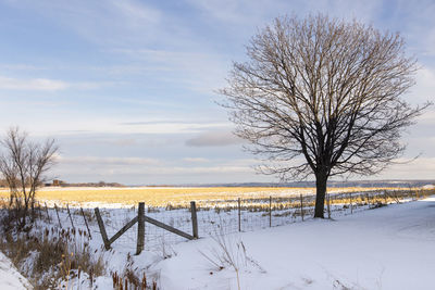 Bare tree and dry crop in fenced snowy field seen in rural area during an early winter sunny morning