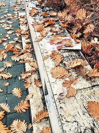 High angle view of dry maple leaves