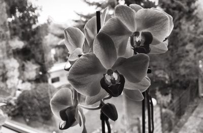 Close-up of flowers blooming outdoors