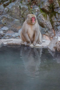 Monkey sitting on rock