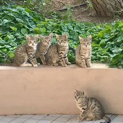 Portrait of cats on carpet