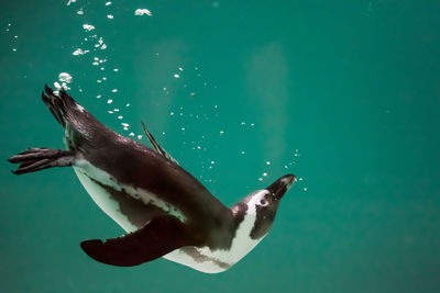 Close-up of duck swimming in sea