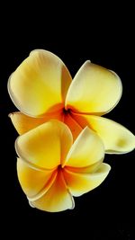 Close-up of yellow flower against black background