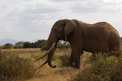 Portrait of tim, the amboseli big tusker elephant