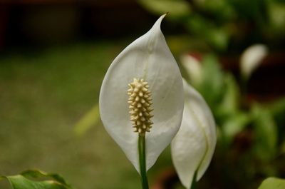 Close-up of white flowering plant