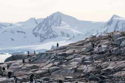 Scenic view of penguins by mountains against sky