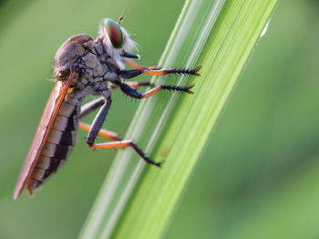 Close-up of insect on leaf