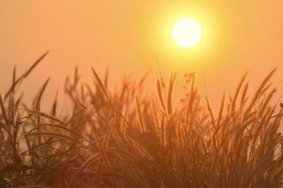 Scenic view of field against orange sky