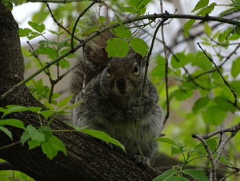 Portrait of squirrel