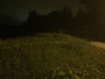 High angle view of trees at night