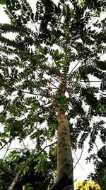 Low angle view of tree against sky