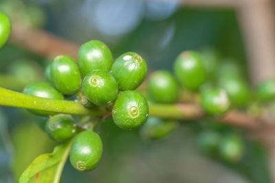 Close-up of fruits growing on tree