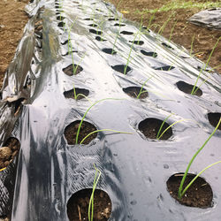 High angle view of plants on field during winter