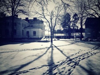 Bare trees in the dark
