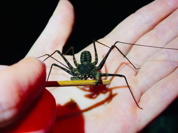 Cropped image of person holding insect against black background