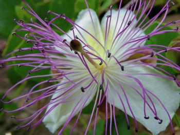 Close-up of insect on purple flower