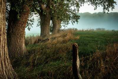 Trees on field against sky