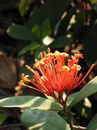 Close-up of flower against blurred background