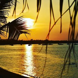 Silhouette of beach during sunset