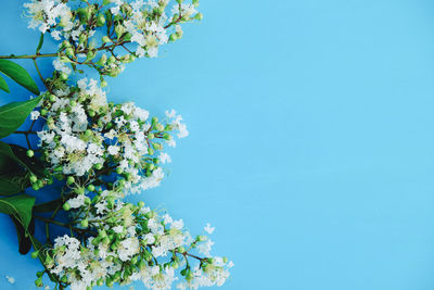 Low angle view of flowering plant against clear blue sky