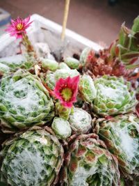 High angle view of succulent plant