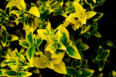 yellow