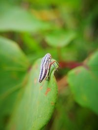 Close-up of insect on leaf