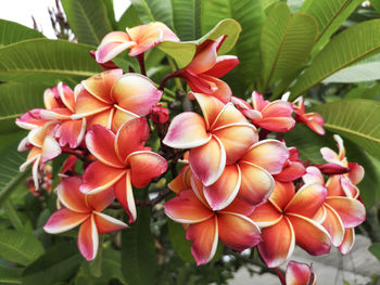 Close-up of red flowering plants