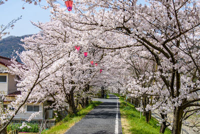 Pink cherry blossoms on road amidst trees