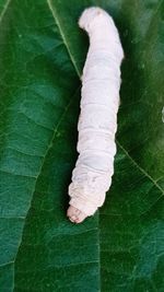 Close-up of insect on leaves