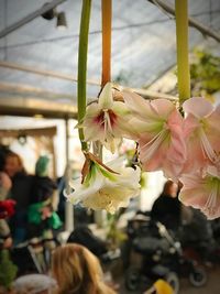 Close-up of flower against blurred background