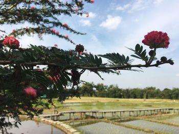 Scenic view of pink flowering plants by lake against sky