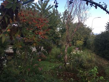 Trees and plants growing on field against sky