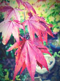 Close-up of red maple leaves