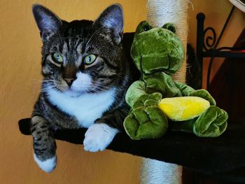 Portrait of cat sitting on table at home